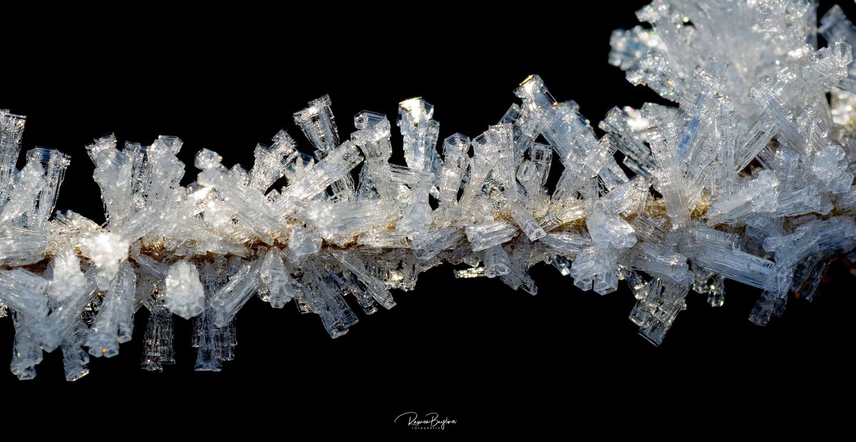 meteopallars's tweet image. Un regal per la vista.  Macrofotografia del gebre. Canon + 105 mm. Alt Pirineu Pallars Sobirà