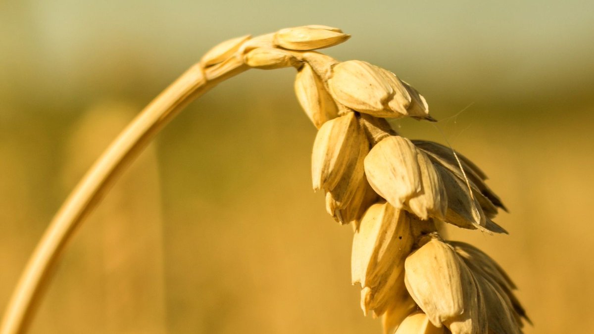 CID Bio-Science tweet media