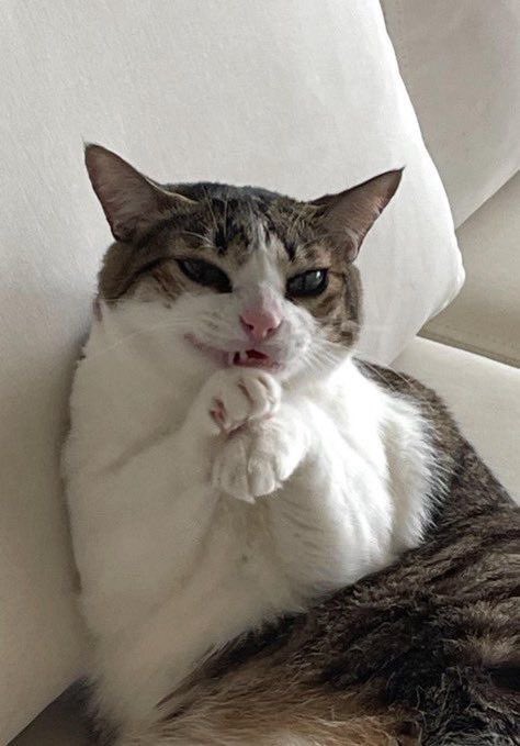 twaniimals's tweet image. 