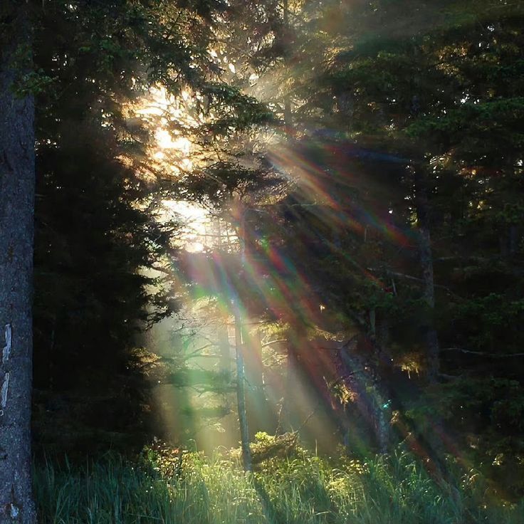 greenvibe's tweet image. 