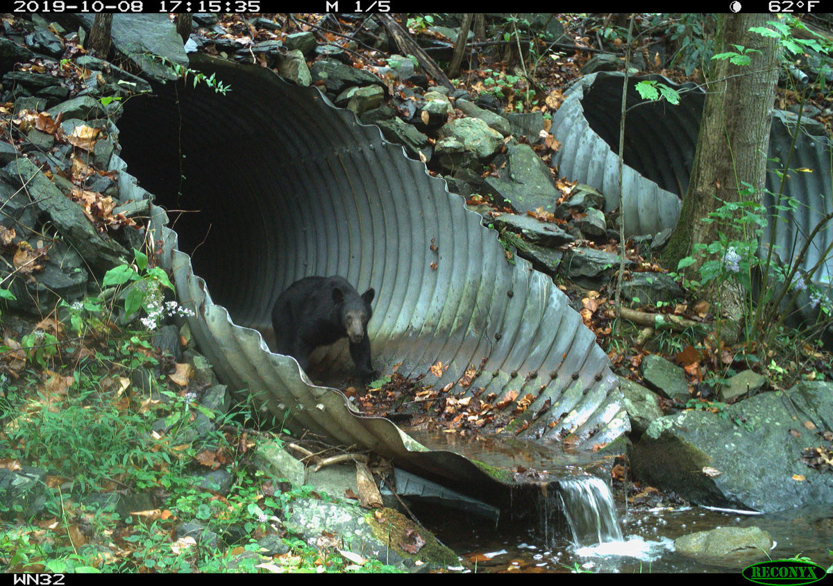 Smokies_Life's tweet image. When Hurricane Helene ripped through the rugged Pigeon River Gorge, it changed the equation on efforts to improve wildlife connectivity along I-40 👉 smokieslife.org/2026/01/19/pla…

#wildlife #Helene #FloodRecovery #SafePassage #RoadEcology

📸: @NPCA and @wildlandsnetwork