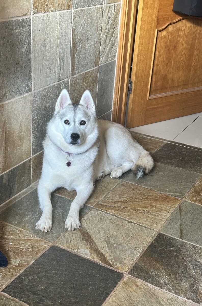 MeikaEds's tweet image. A huskies job is never done…guarding my mam as she cleans the bathroom…😂 #Dogs #Husky #wednesdaymotivation