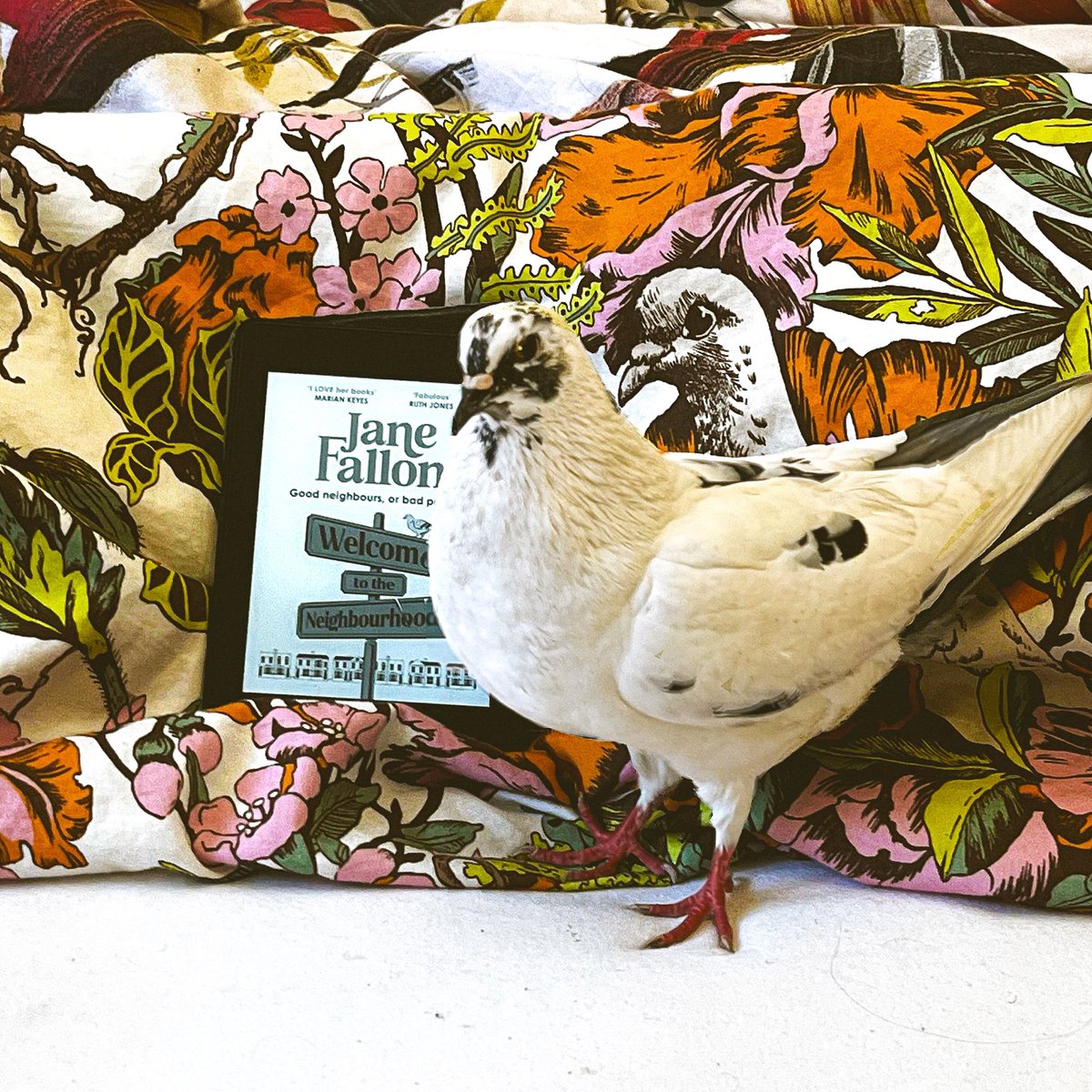 AnniRamms's tweet photo. There’s a new @JaneFallon book out and we did a little pigeon promo photoshoot with Mimi and Guy 🤍 probably need to get the paperback as well for the next round! #WelcomeToTheNeighbourhood #PromoPets #PromoPigeons https://t.co/ewHpD5FpuD