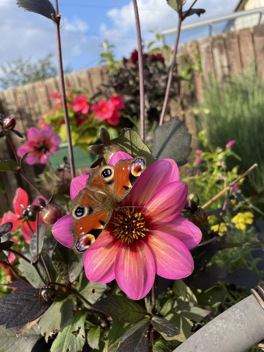 apirie2104's tweet image. Butterflies, bees and trees my favourite ❤️