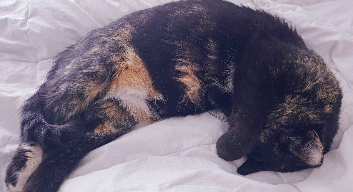 Mint Fantôme👻✨ミント・ファントーム @ #Densetsuexe tweet media