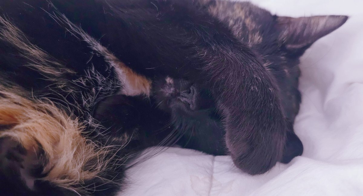 Mint Fantôme👻✨ミント・ファントーム @ #Densetsuexe tweet media