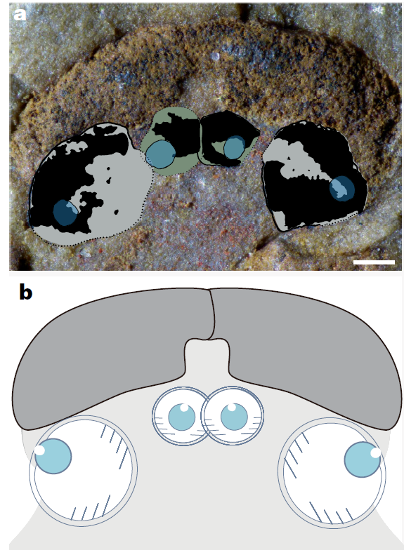 AndrejSpiridon4's tweet photo. It's amazing how the Cambrian fossil record can overturn our understanding on the disparity, ontogeny and evolution of key groups! 
"Thus, we propose that the four camera-type eyes represent an ancestral vertebrate character..." 🤯
https://t.co/8Cjp7rICcx https://t.co/WmjgeoVTr5