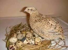 IamTommivill's tweet image. Here is Àparò.

Looking at the image/colour, you can see how dirty, poor and unhealthy it looks. Also look at the eggs as well. 

That is the natural colour and it's not that it's dirty. 

Also there something about this bird which I am not ready to share tonight. That's a…