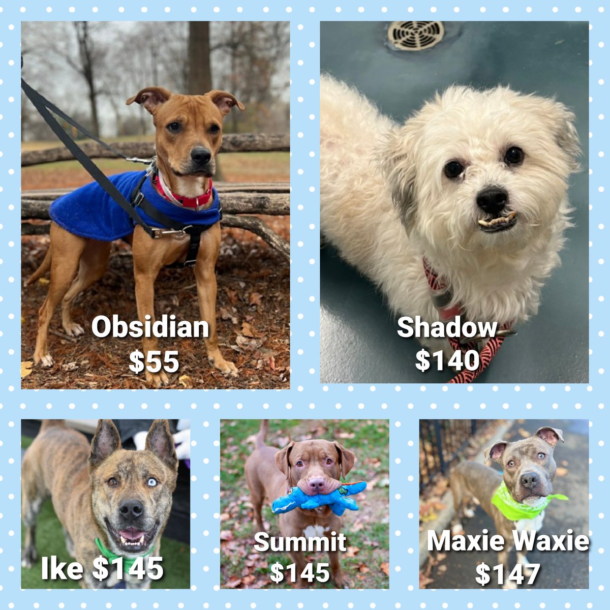 MorgFairsdogs's tweet image. 🔷️🔷️Low Pledges🔷️🔷️

These 5 dogs are listed TBK 1/22 and could get kill commands tomorrow 

Please help us save them!
#Pledge4Rescue 
#foster #adopt