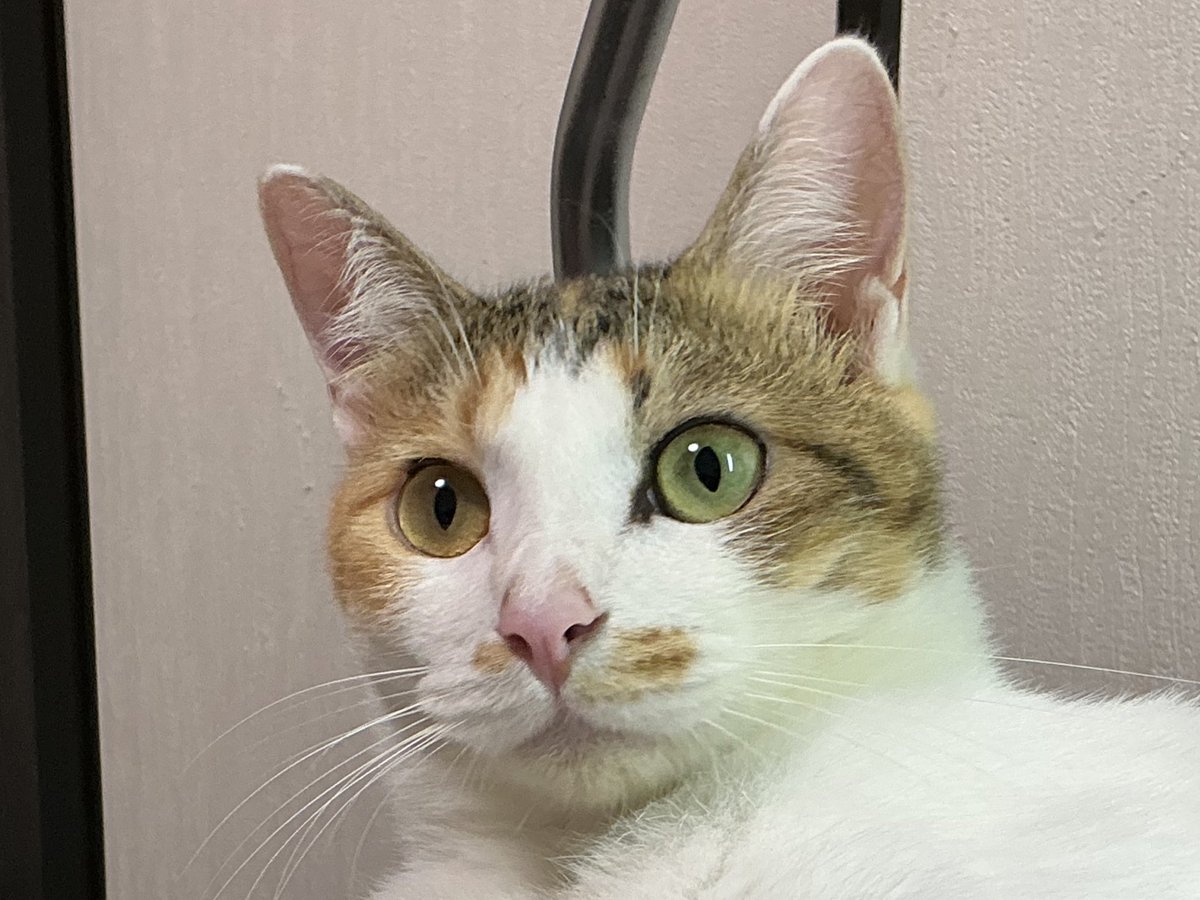 cellbururu's tweet photo. ←冬　　　　　夏→

全く別の猫ちゃんみたいなんやで https://t.co/GW5pcJjZM7