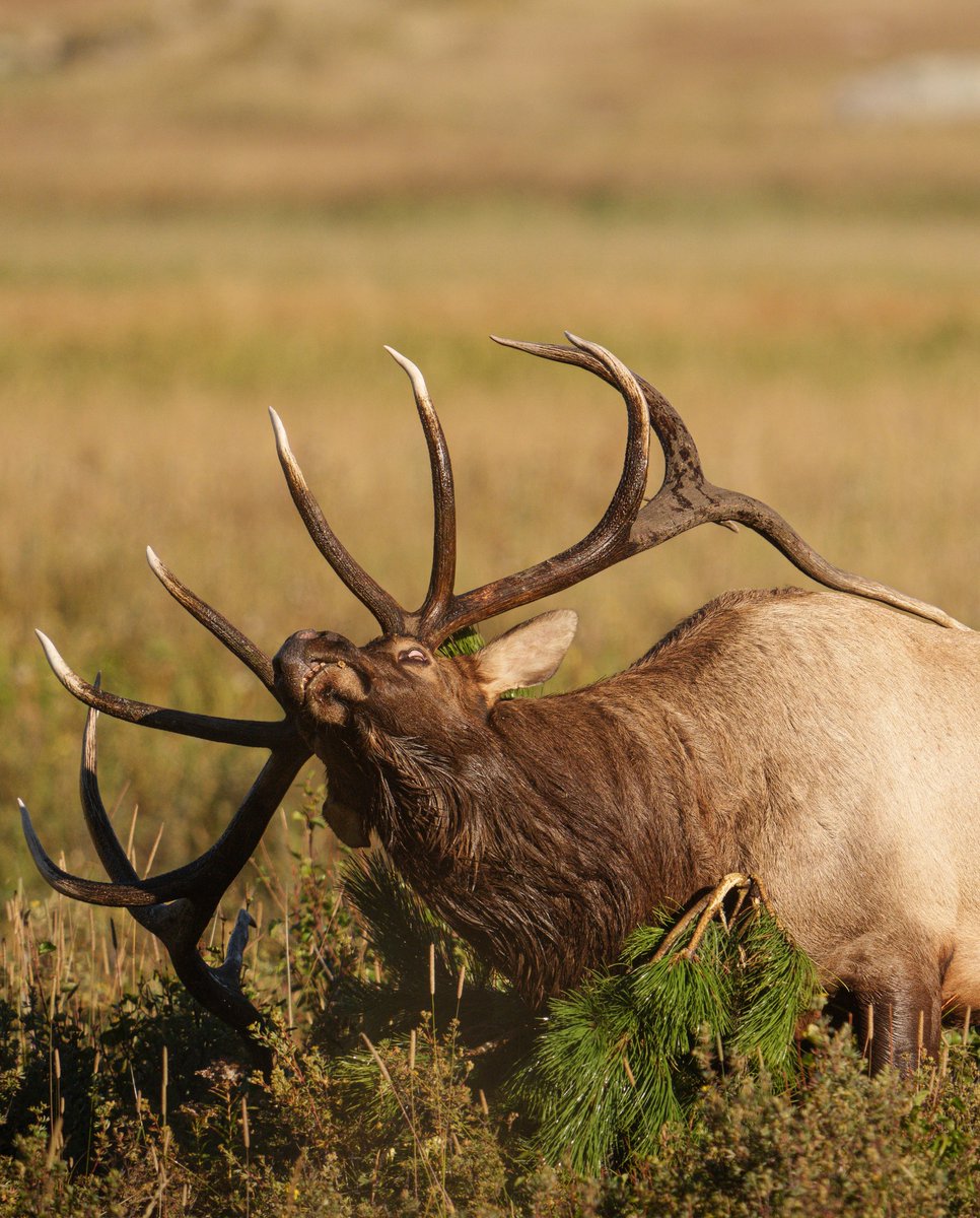 RMEF's tweet image. Gotta love another #WapitiWednesday #rmef #conservingAmericasbiggame