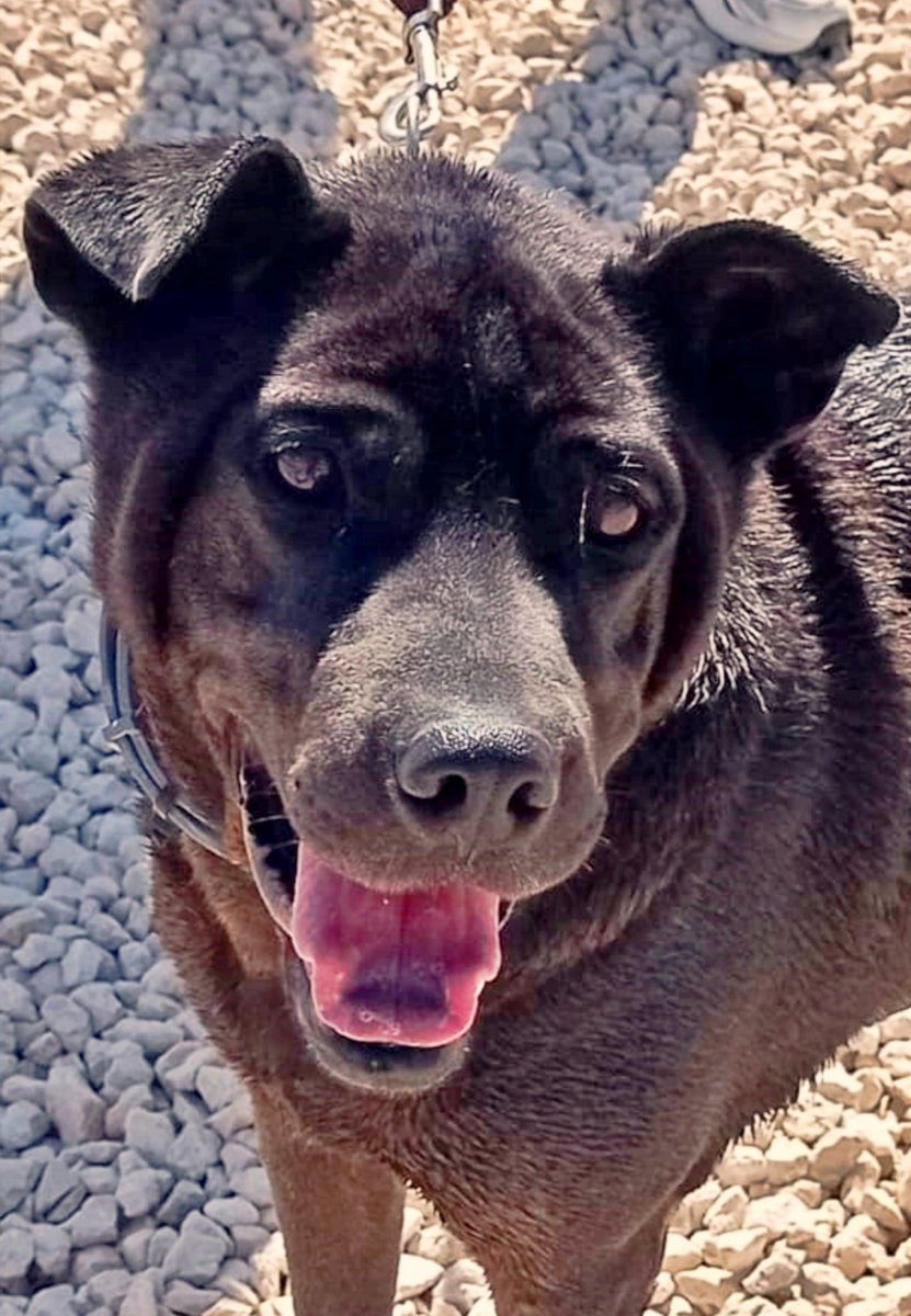 #Jaén
En breve, #PONGO cumplirá 9 años. La vida no se lo ha puesto fácil. 
Llegó arrastrando el peso de una dejadez extrema… aunque él decidió no vivir desde la tristeza. 

Porque Pongo, contra todo pronóstico, es luz; alegre, cariñoso y muy cercano, tanto con personas como con