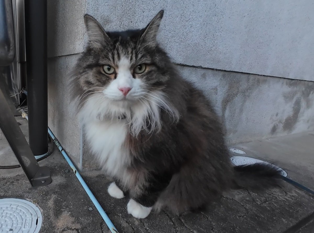 ぬっこ 3-4827-01 ワンタッチコック(コッくん(R) 食品用) Pタイプ MWC-40P-F