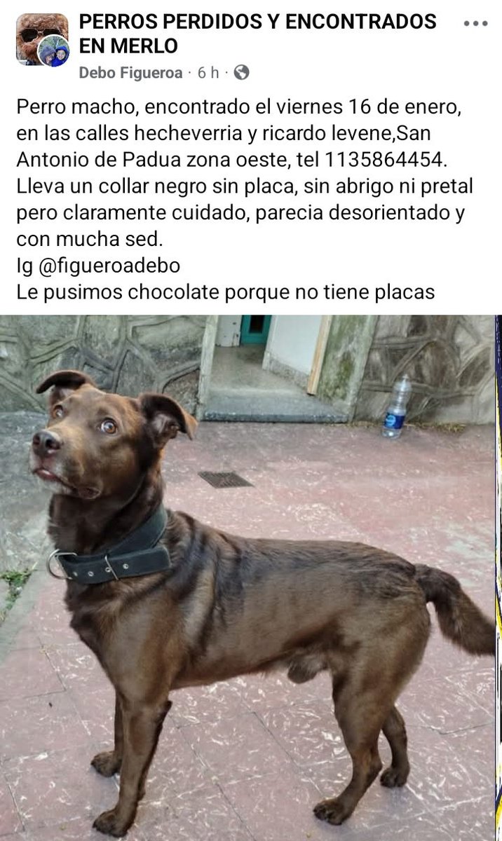 PerrosdeMerlo's tweet image. 