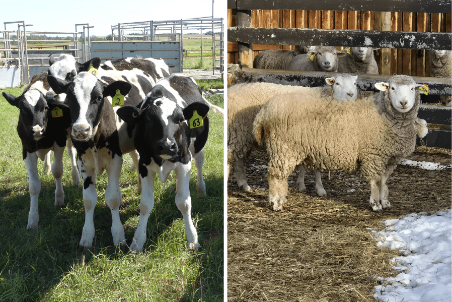 VIDOInterVac's tweet photo. 📢VIDO has secured $2.5M+ through the Agriculture Development Fund to advance priority animal health research and producer-focused engagement.
Read more: https://t.co/FQQkK6Qyen
#FoodSecurity #AnimalHealth #CanadianAg #Livestock #VIDO #USask @USaskResearch @usask https://t.co/JeCuhbuXkD