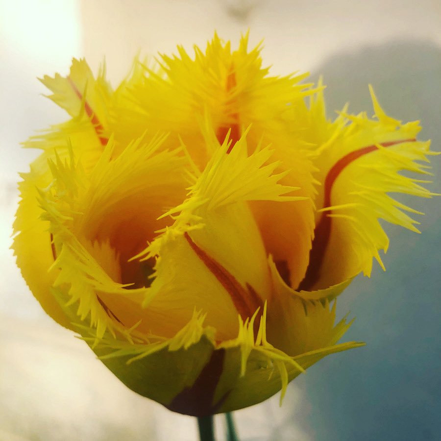 apirie2104's tweet image. I love flowers 🌷 soon be time for tulip season