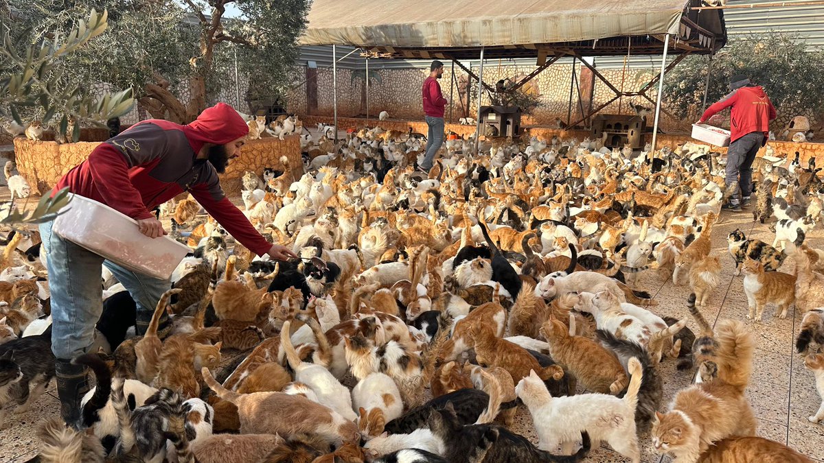 Ernesto’s Sanctuary for Syrian Cats tweet media