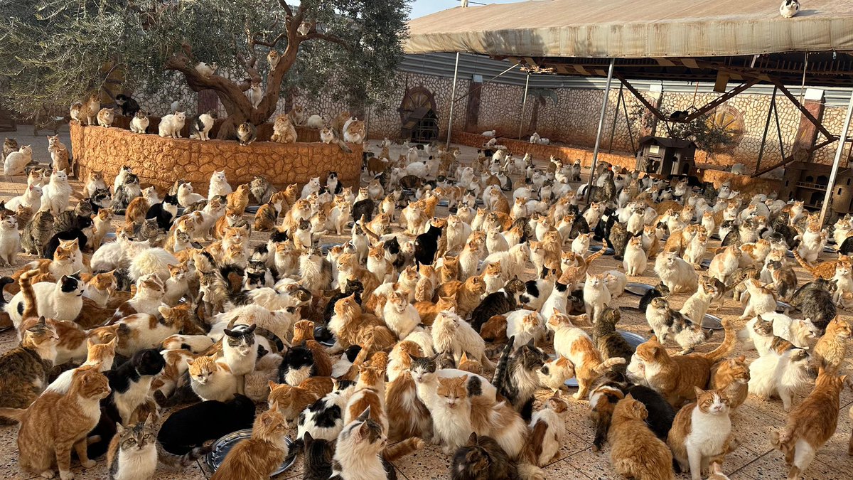 Ernesto’s Sanctuary for Syrian Cats tweet media