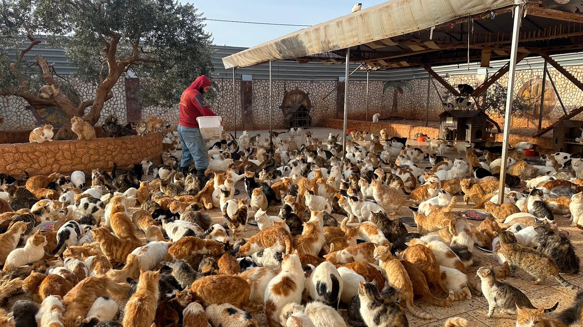 Ernesto’s Sanctuary for Syrian Cats tweet media