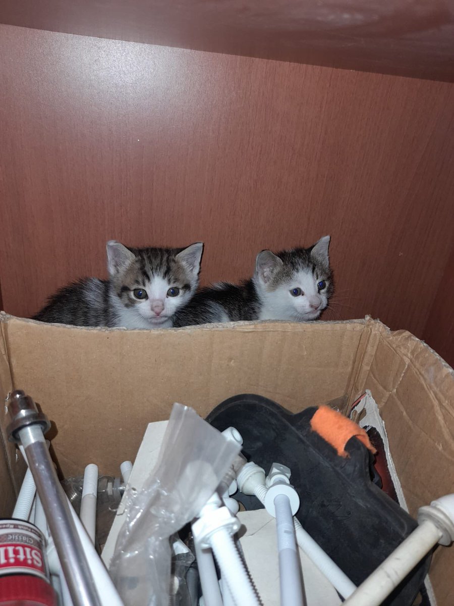 Herabjk's tweet image. Bu güzel bebişleri dükkan sahibi dışarıya atacakmış. Annelerini sürekli kovuyorlarmış. Yavrular çoğu zaman aç kalıyor. Dilerim en acilinden onlara çok sevileceği yuva buluruz. 
Yer:  İstanbul 
Cinsiyetlerini bilmiyorum 
1.5-2 aylıklar