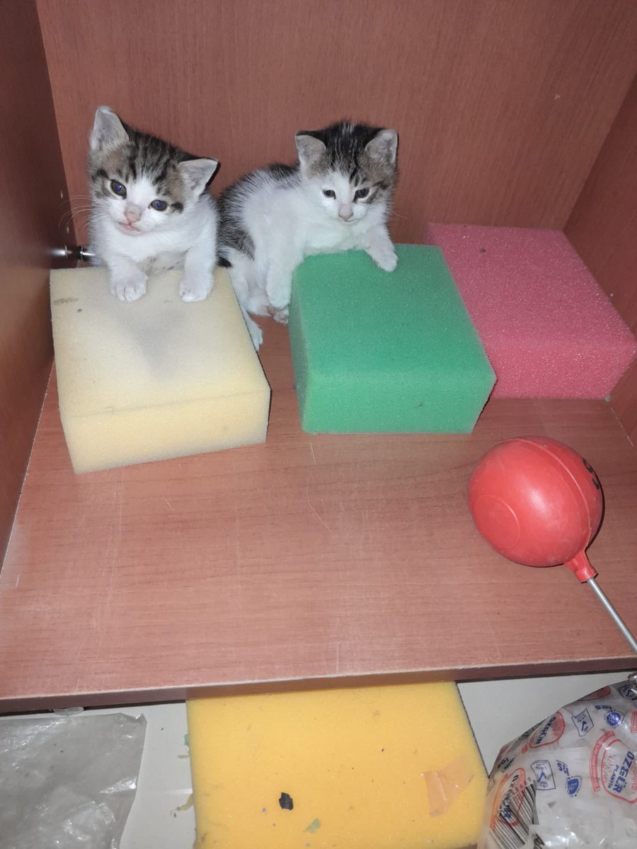 Herabjk's tweet image. Bu güzel bebişleri dükkan sahibi dışarıya atacakmış. Annelerini sürekli kovuyorlarmış. Yavrular çoğu zaman aç kalıyor. Dilerim en acilinden onlara çok sevileceği yuva buluruz. 
Yer:  İstanbul 
Cinsiyetlerini bilmiyorum 
1.5-2 aylıklar