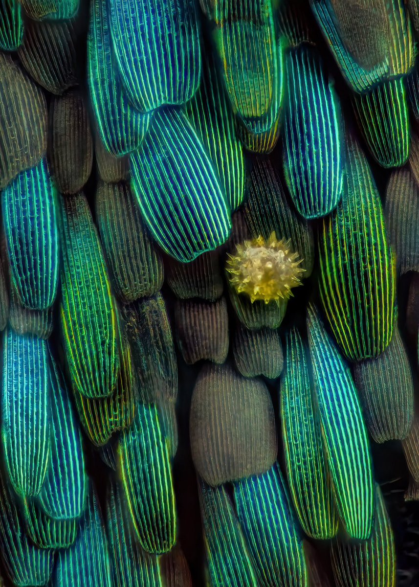 Small things on small things.
Here you can see a sunflower pollen with a diameter of approx. 30μm on top of some wingscales of a moth called Adscita statices. A day flying moth from the family Zygaenidae, also called green forester.