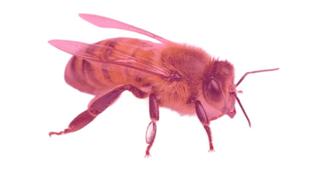 12,000 angry bees tweet media