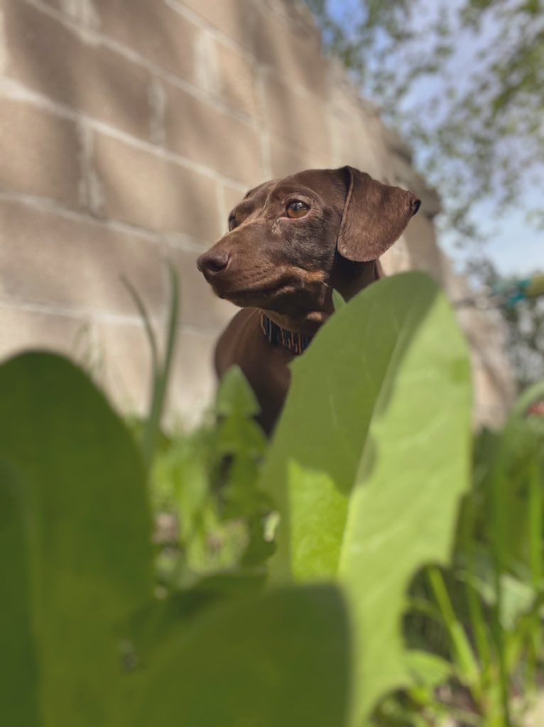 Brownie the Dachshund 🌈 tweet media