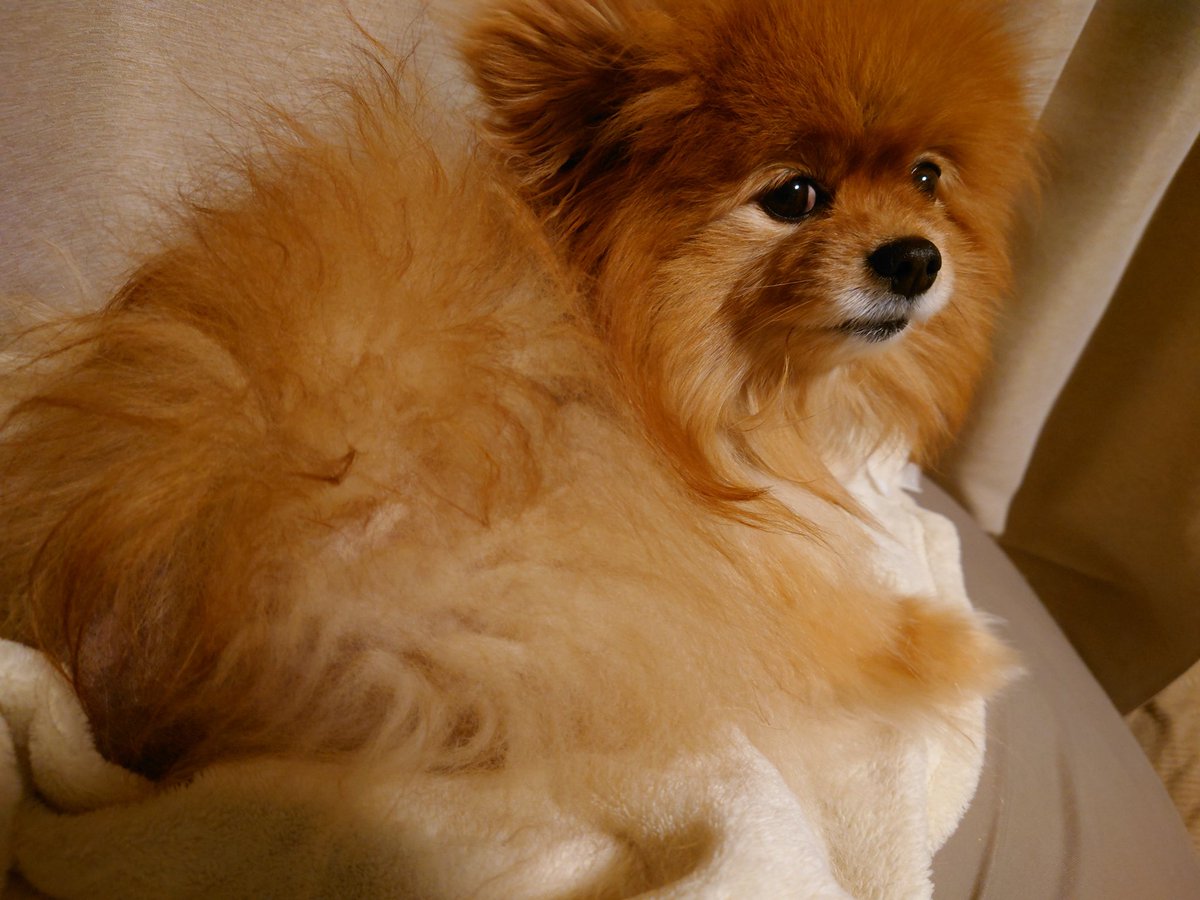 Codacoda2001M's tweet image. おはようございます☺️

本日は木曜日
目覚ましより早く起きました
直ぐに起きなくて良い幸せですね笑
起きるとめちゃくちゃ寒いですが😓

とりあえずポンチョコの散歩ですが雪も積もってなくて助かりました☺️

本日も宜しくお願いします😊