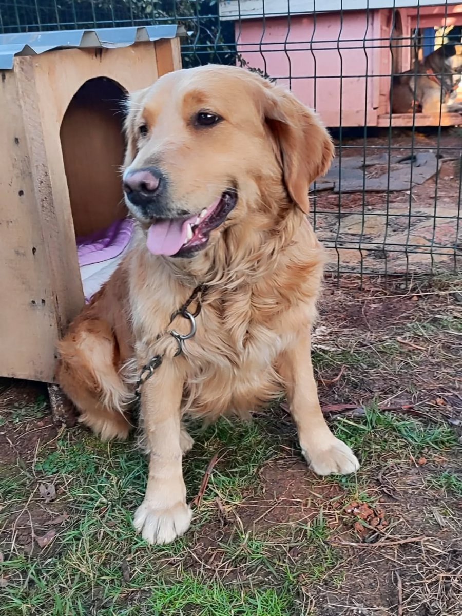 "Beşirlide bulundu. Dişi ve kısır. Ön bacağında dikiş izleri var , çipi yok. Varsa sahibi yoksa yeni yuvasını arıyor.
+90 507 609 95 53
Trabzon  facebook.com/photo?fbid=130…