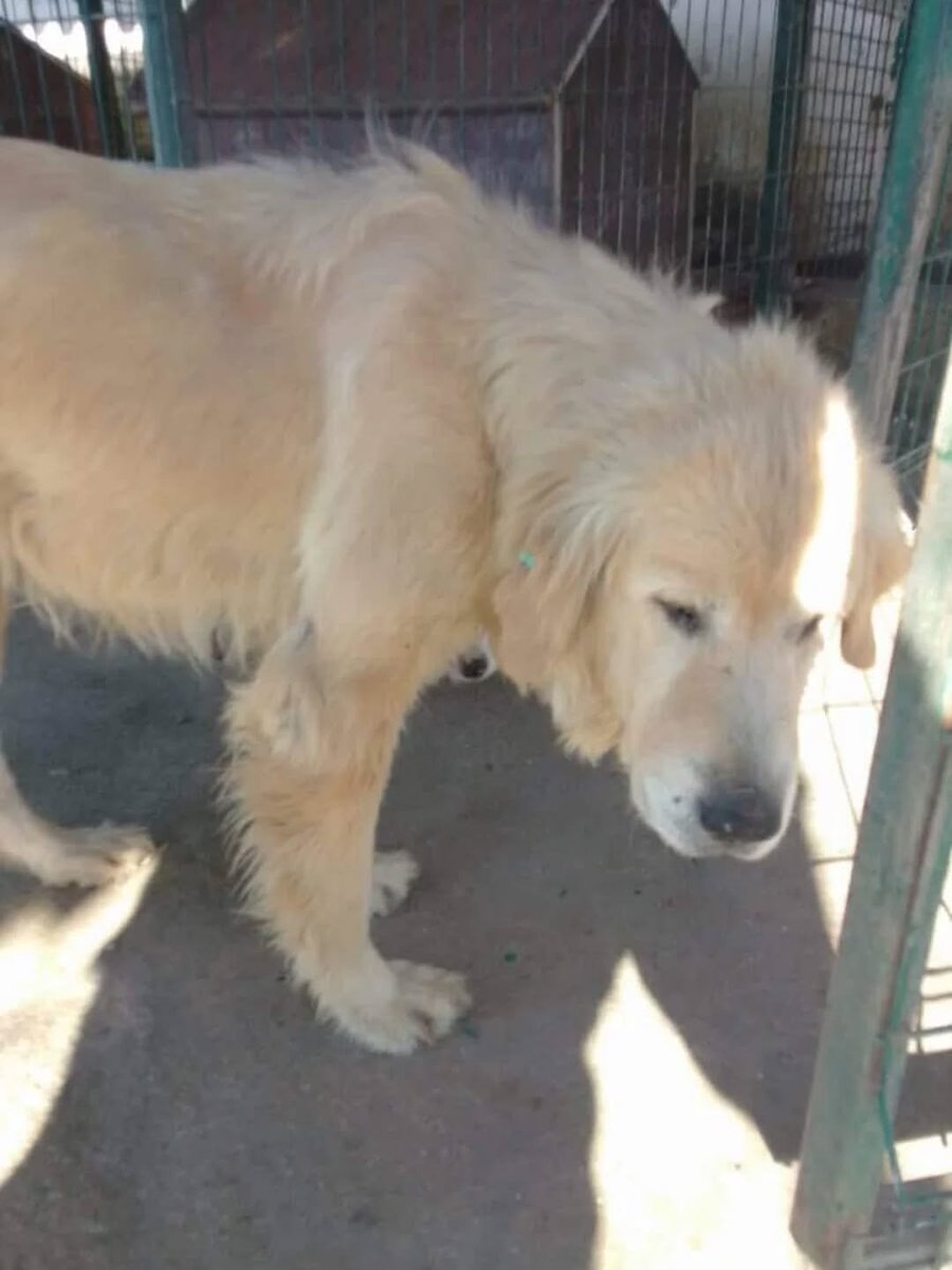 "EDİRNE / BARINAĞA TERKEDİLMİŞ BIR GOLDEN ... GECELERI -11 DERECEYE DÜŞEN BU HAVADA , ISLAK BETON ZEMINLERDE DONARAK ÖLMEDEN ACIL GEÇİCİ  / KALICI YUVA ARANIYOR
İletişim: @dmt22gly
@ecem.aydin2   facebook.com/photo?fbid=133…