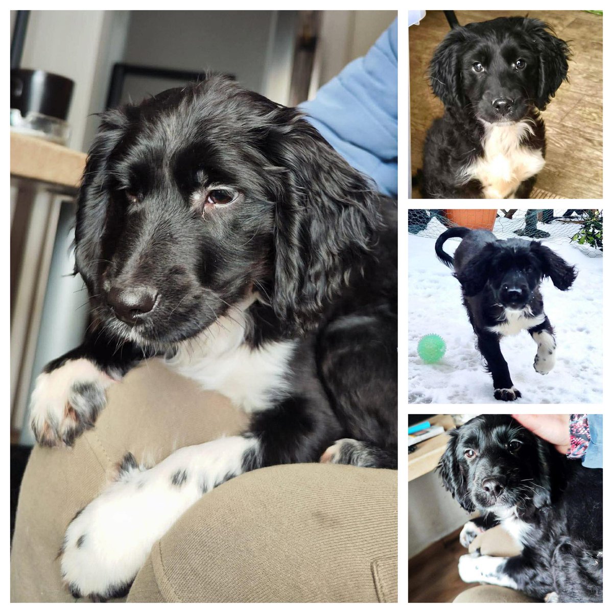 The_Animal_Team's tweet image. BOBBY is a little ray of sunshine. He is a happy &amp;amp; playful puppy with a shiny black coat &amp;amp; a BIG personality. Found abandoned in a park with his sister during freezing weather, he has grown into a confident, affectionate boy who loves people, attention, playtime &amp;amp; cuddles. Bobby…