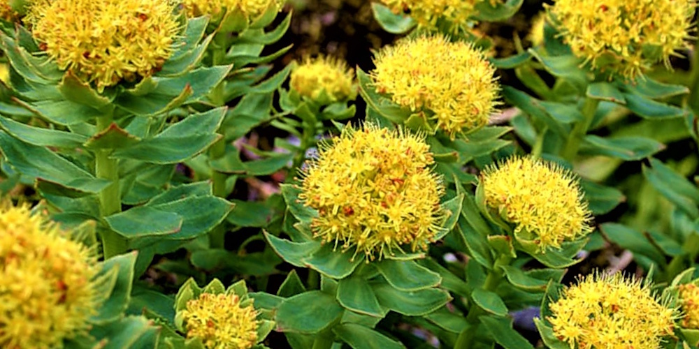 Combinatie van rhodiola met cafeïne vergroot explosieve kracht. ergogenics.org/rhodiola-cafei…