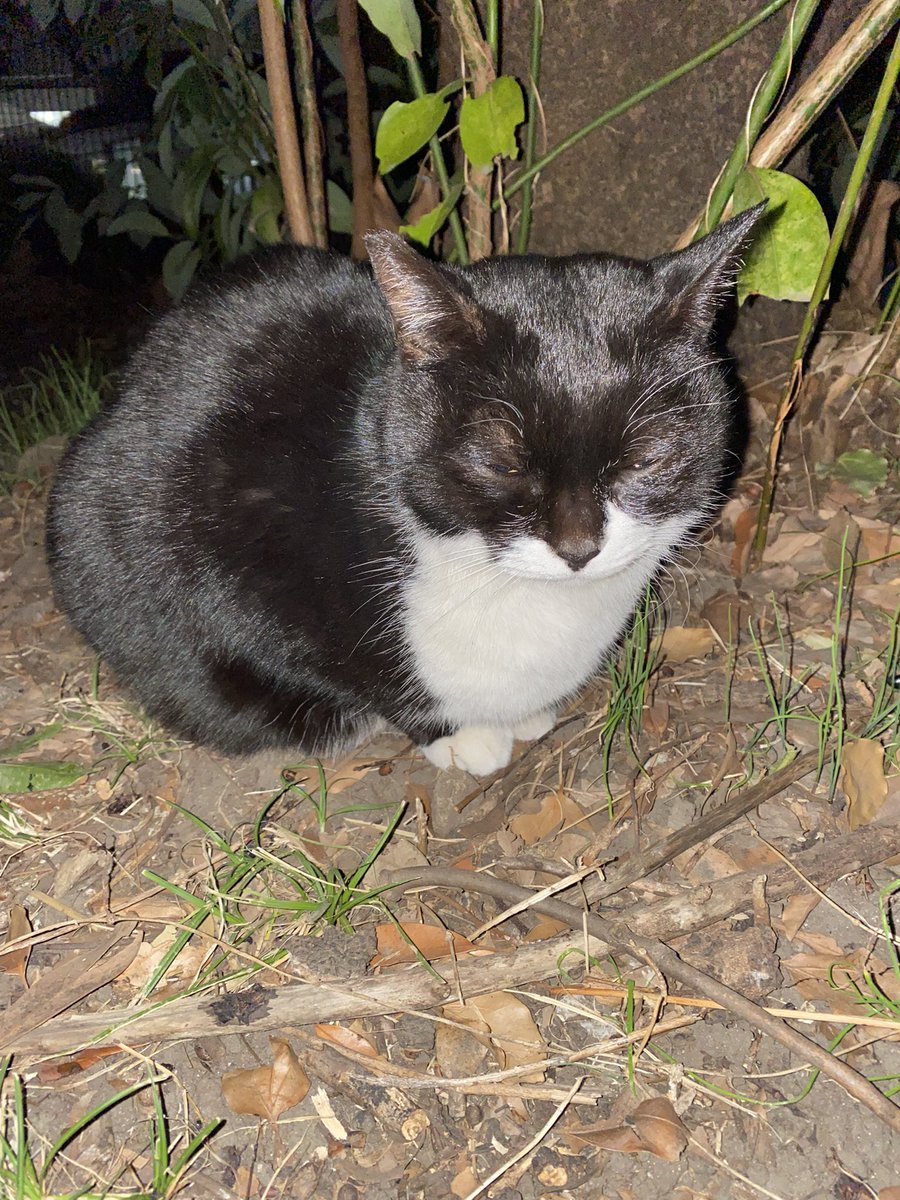 にゃん太郎 (@nyannyan__taro) / Posts / X