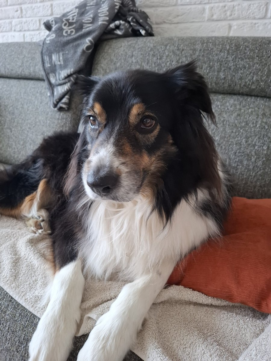 kraitler's tweet image. Meow