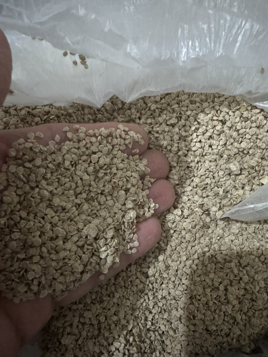 fatihcolak19831's tweet image. Bu yil hasat ettigimiz Ata tohumlarini. Talep etmek için bu gönderiye herhangi bir yorum yapmaniz yeterli kargo ön ödemesi, tohum listesi ve tüm bilgileri mesaj yoluyla ekibimiz kendilerine atacak.
Sirada bekleyen belki milyonlarca mesaj var fakat bunlarin hangisinin güncel…