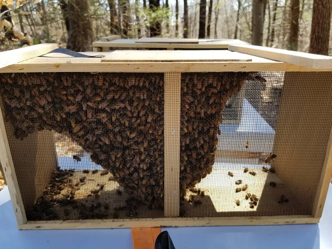 BeverlyBees tweet media