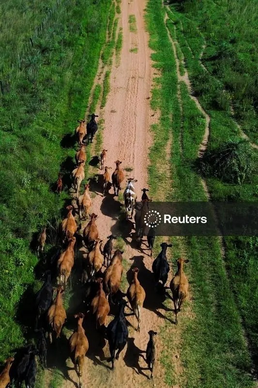 piedephoto's tweet photo. A drone view shows cattle, as top officials of the European Union and the South American bloc Mercosur are about to make history with the signing of a free trade agreement over the weekend, ending 25 years of negotiations between them, in Pirayu, Paraguay, January 15, 2026. https://t.co/zAORXUBfNc
