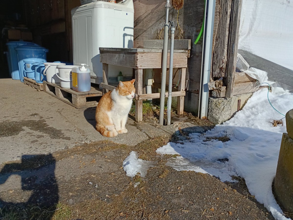 右見て左見て異常なしニャ😸
#メト #牧場猫
#新冠町 #ノーザンレイク