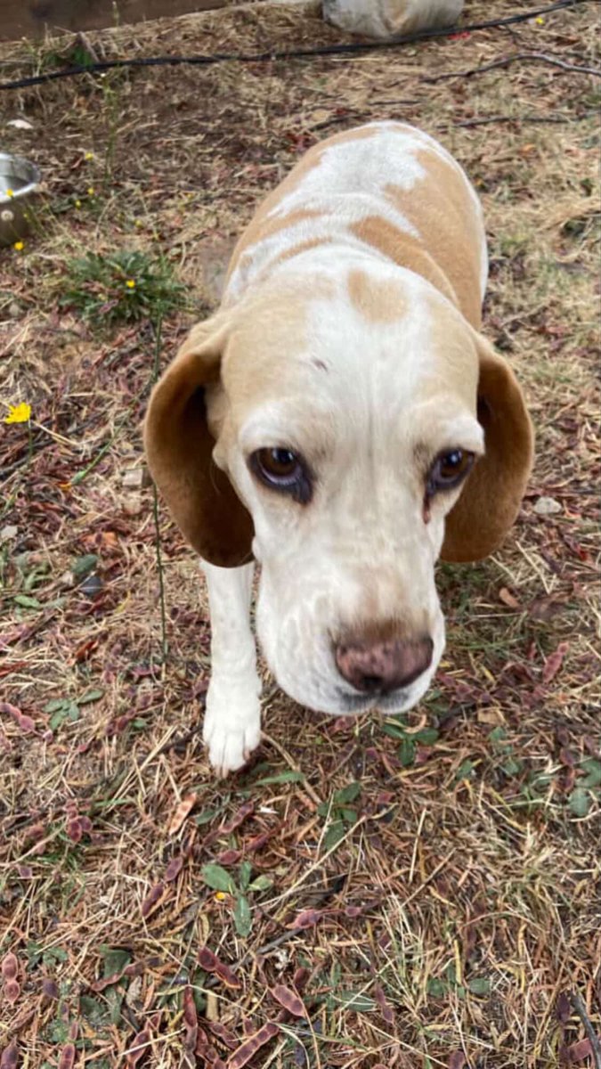 🔴🐶#Tomé Se busca a familia de perrita que llegó a Punta de Parra .

Contacto:  +56978985958

<a href="/carolinapinoc/">Caro 🌲 C.</a> <a href="/PerrosPlazaHuem/">Perras Tuiteras🐾 Barrio Franklin 🇨🇱🐶🐱</a>