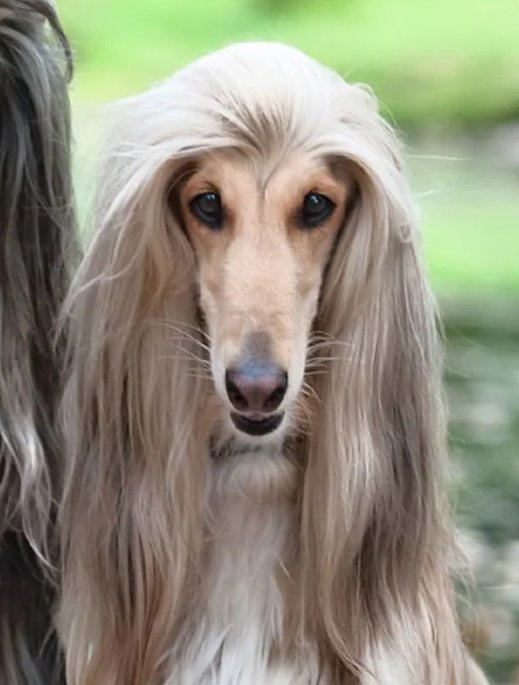 LaurieSarro300's tweet image. ¿Cuál es Lourdes Mendoza?