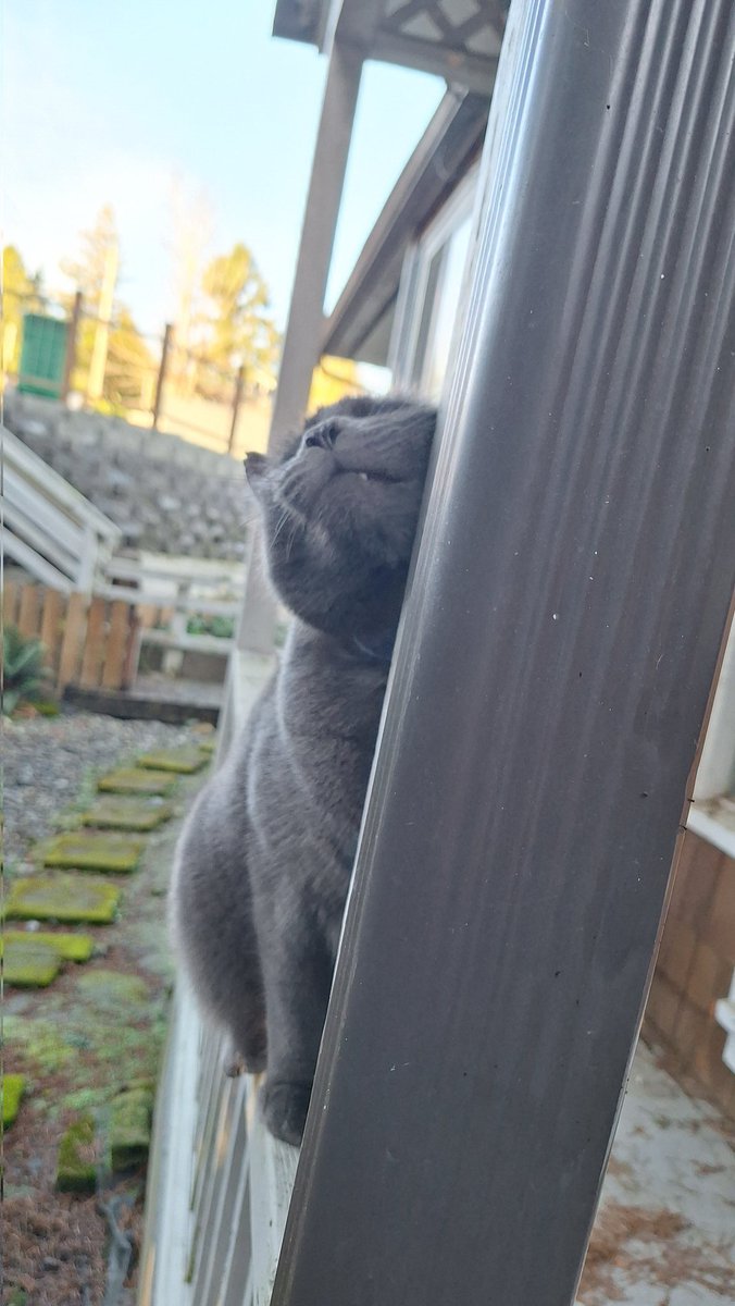 The rain gutter needs some love apparently