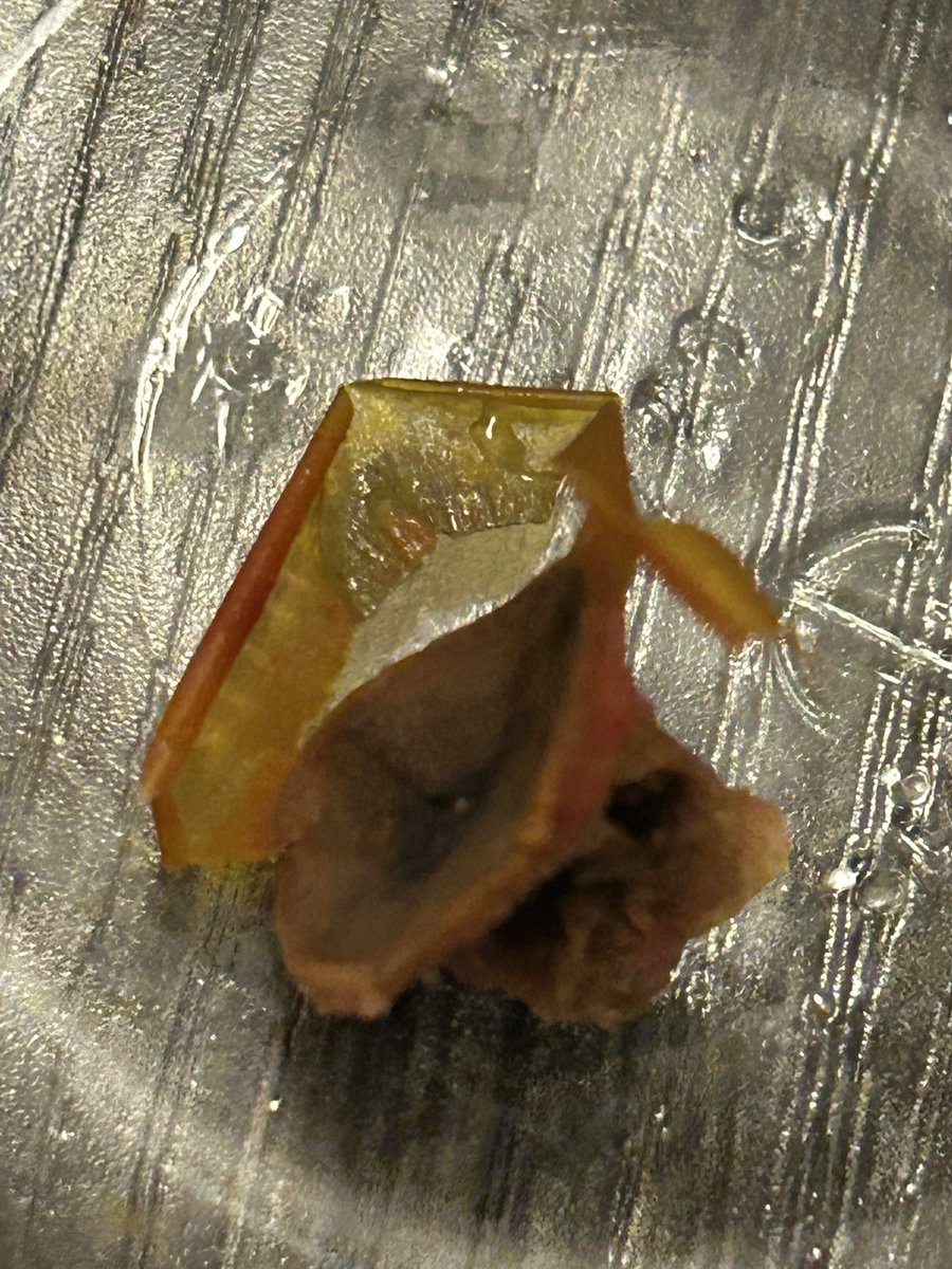 Kai Patricelli tweet media