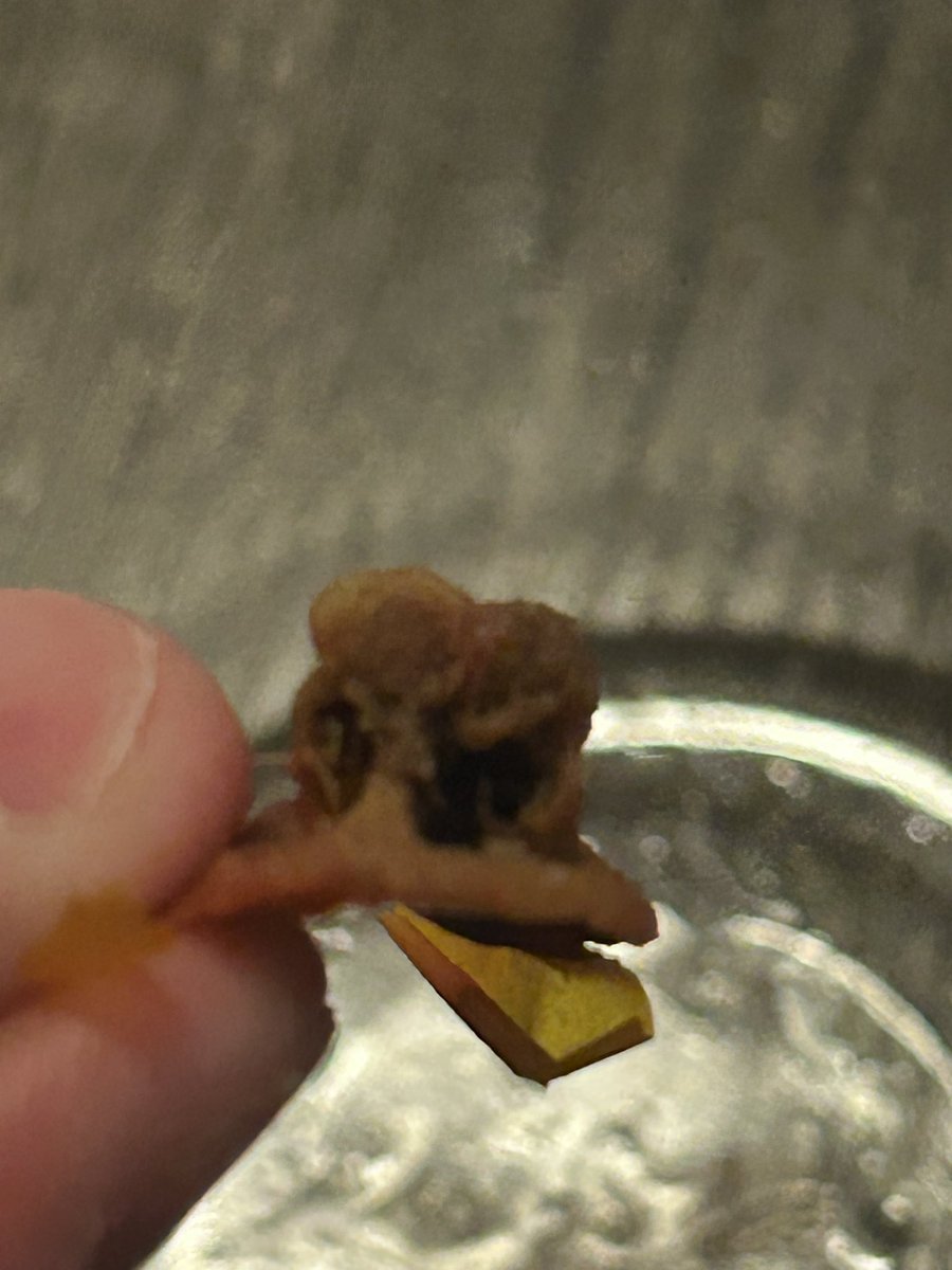 Kai Patricelli tweet media