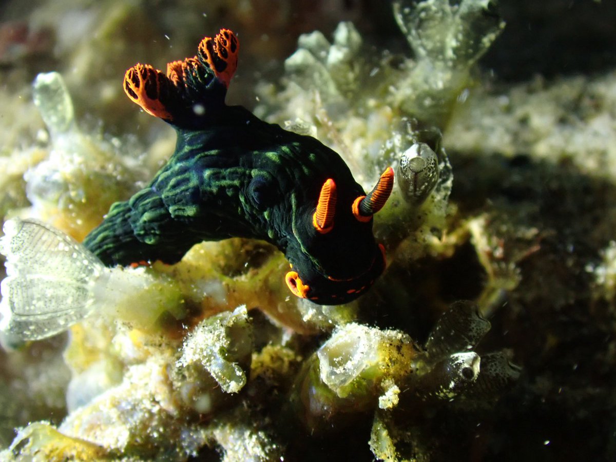 LorretaChen's tweet photo. 2026首潜 微距下的海洋生物 https://t.co/Htcu6lKhGh