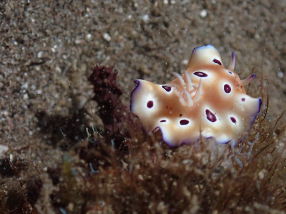 LorretaChen's tweet photo. 2026首潜 微距下的海洋生物 https://t.co/Htcu6lKhGh