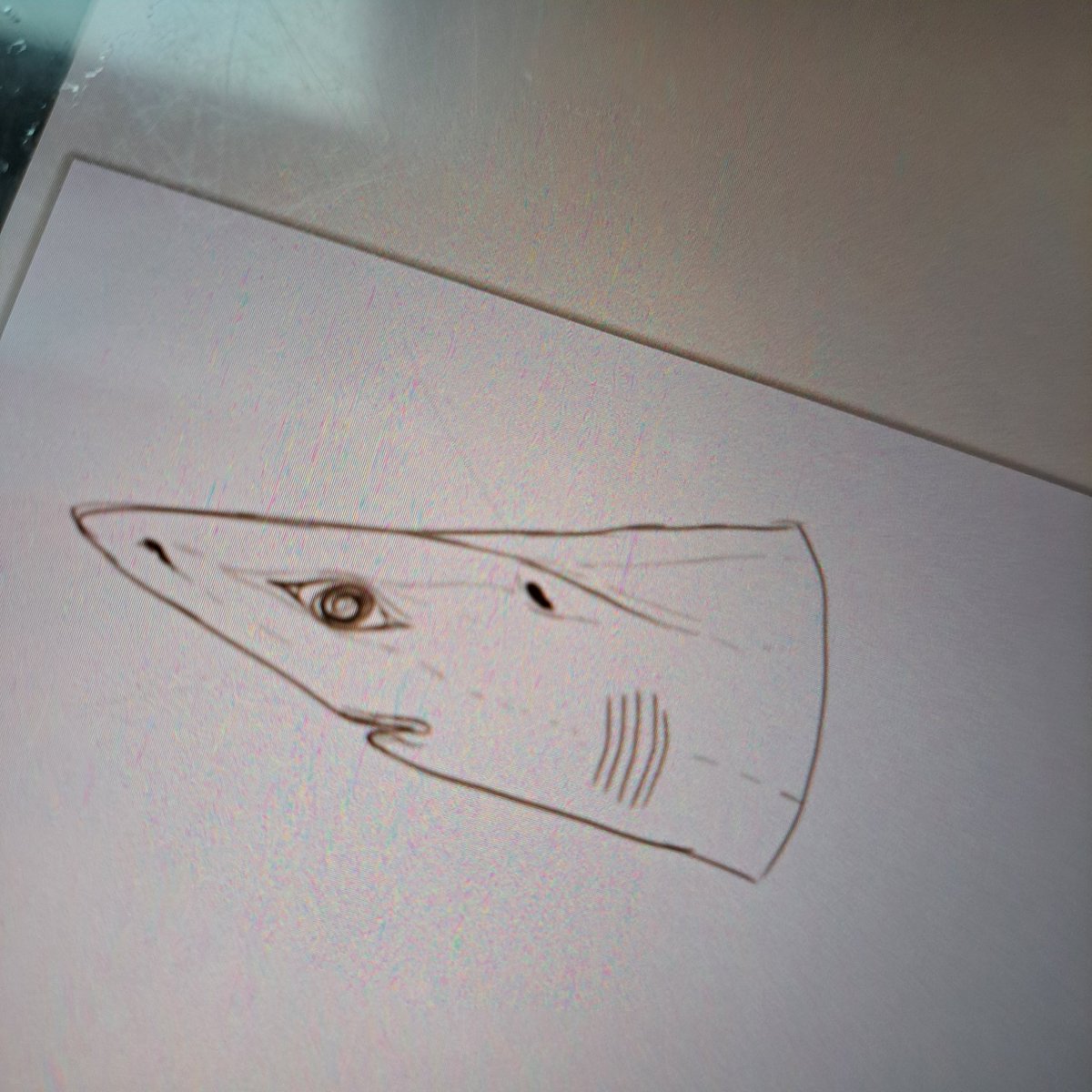 Gulper shark (C.granulosus)