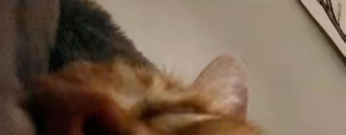 No Cats No Life tweet media