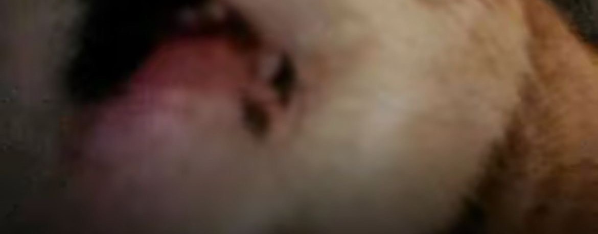 No Cats No Life tweet media