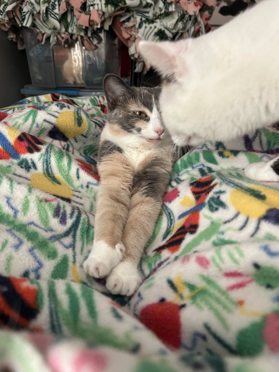 oreoeocat's tweet image. A story…